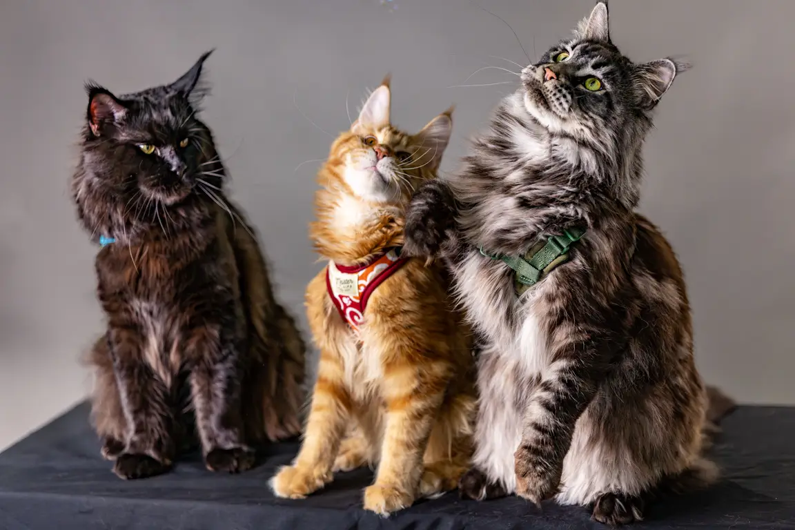 Maine coon : photo de la race