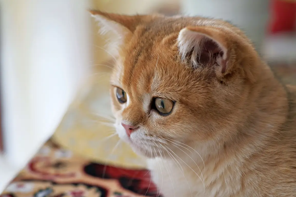 British shorthair : photo de la race