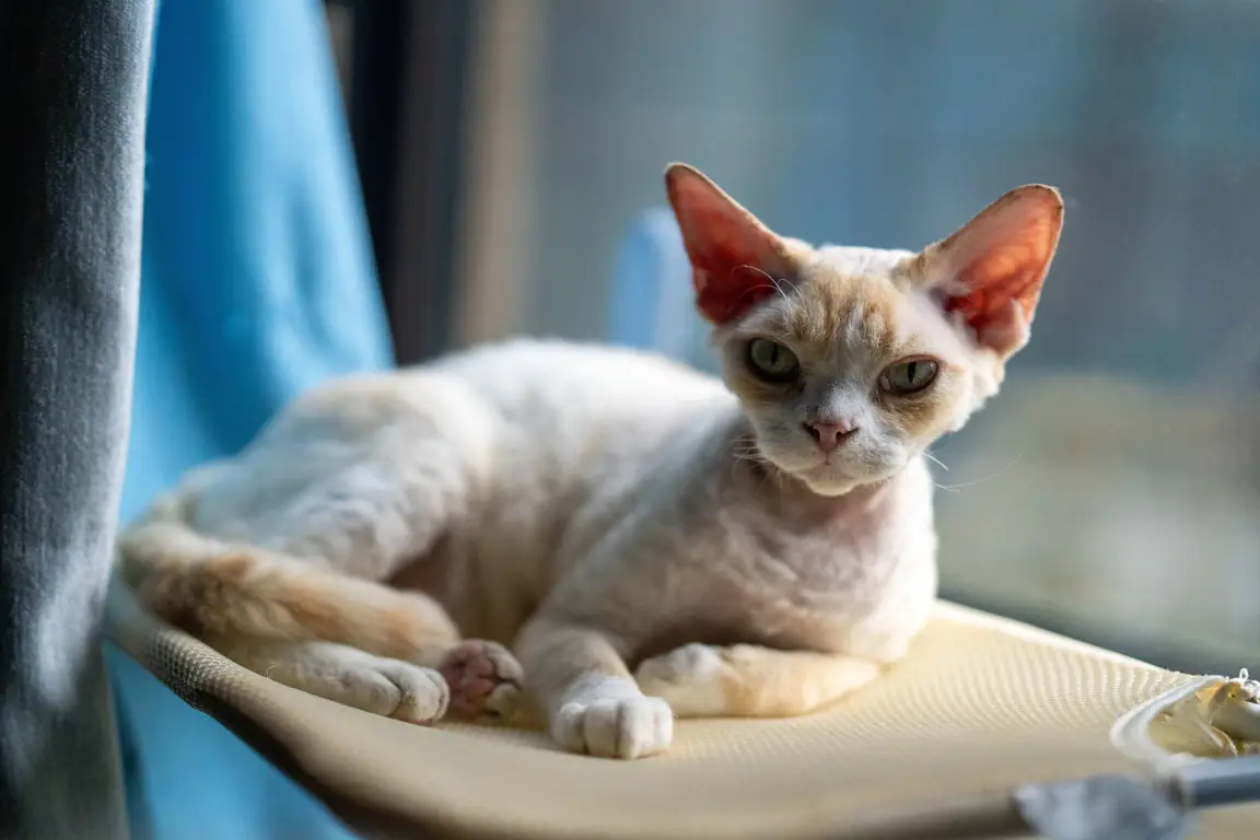Devon rex : photo de la race
