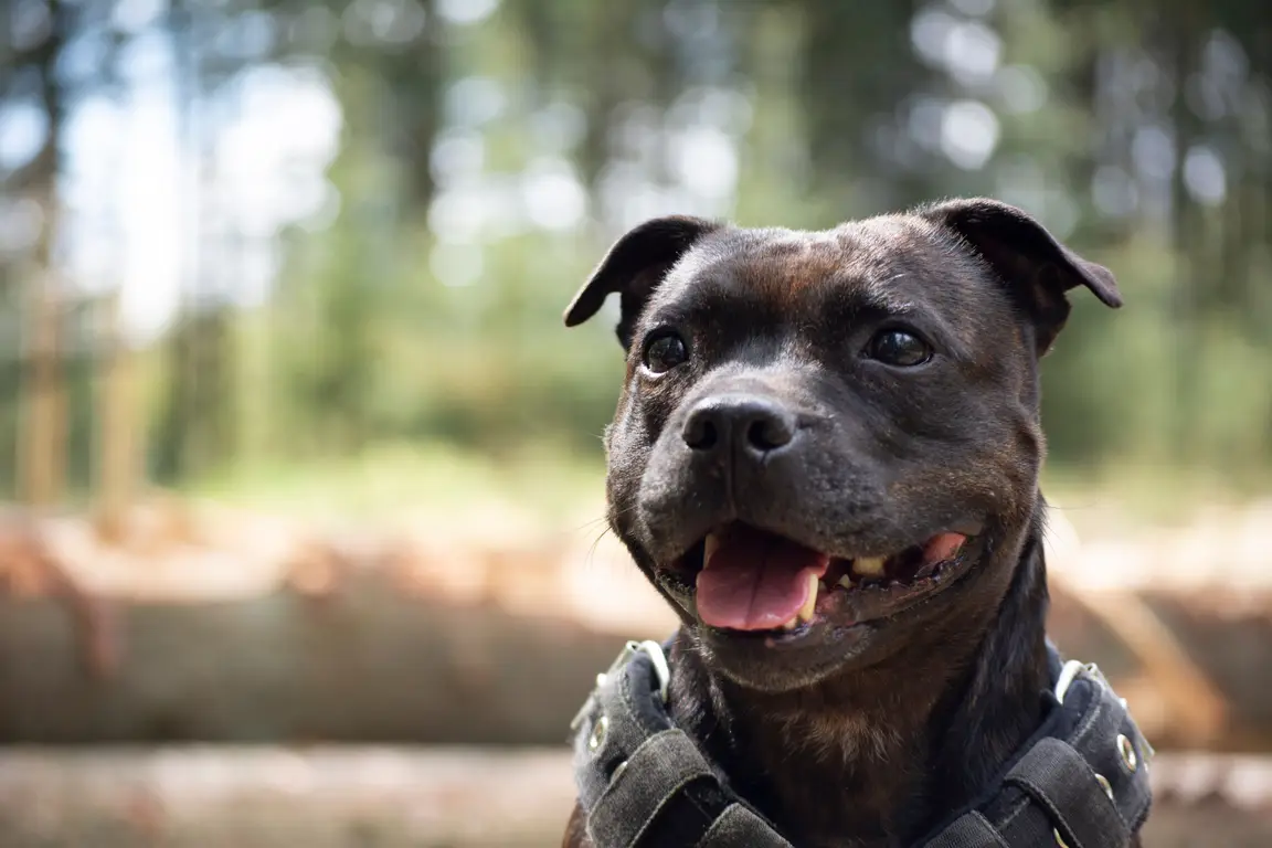 Staffordshire bull terrier : photo de la race