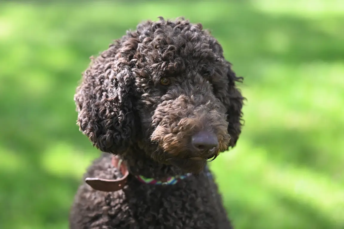 Caniche : photo de la race