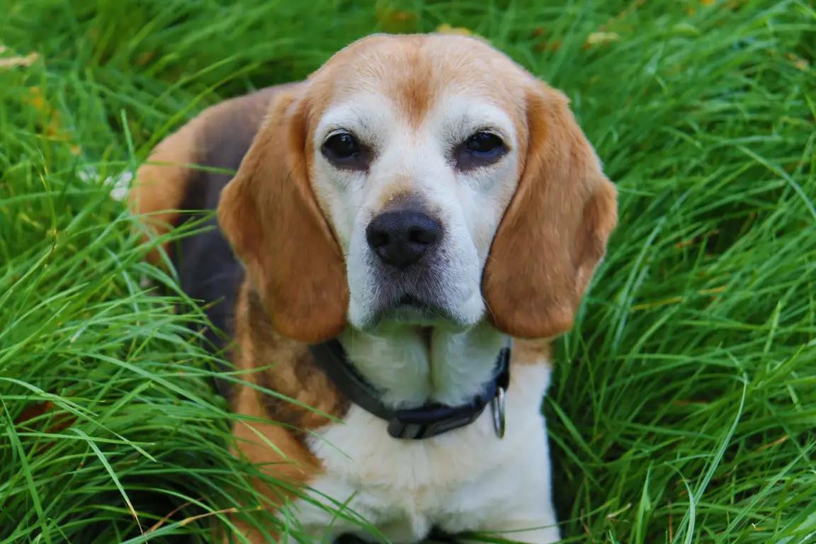 Beagle : photo de la race
