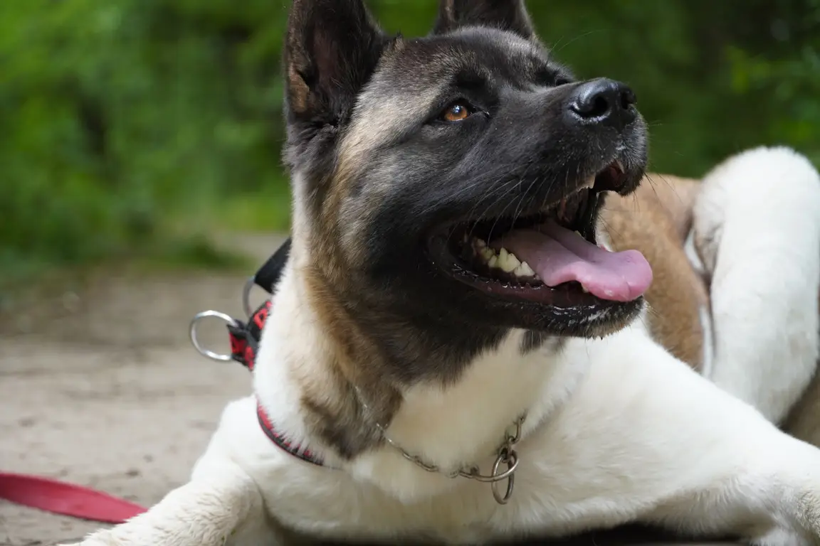 Akita américain : photo de la race