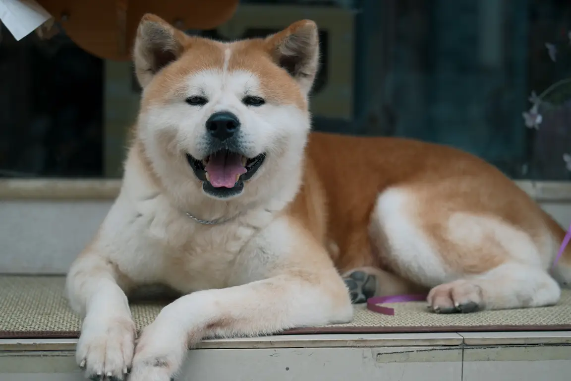 Akita inu : photo de la race