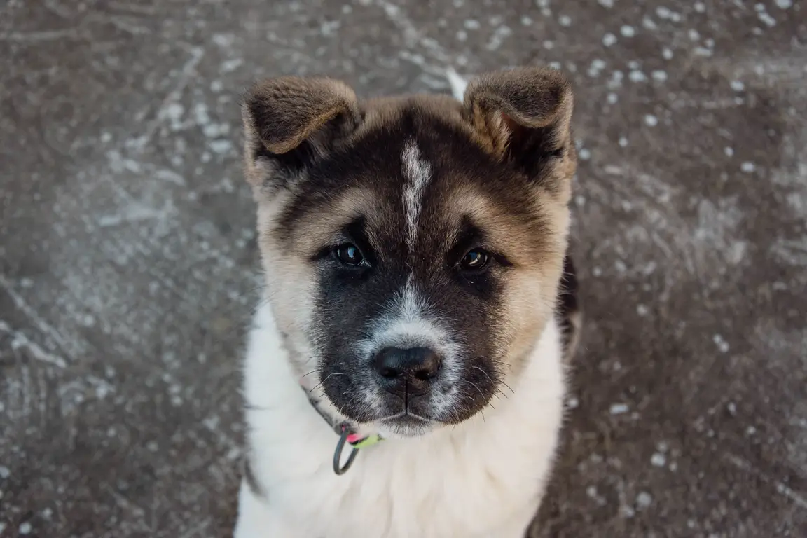 Akita américain : photo de la race