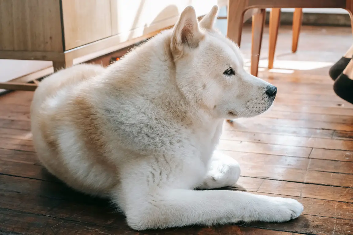 Akita inu : photo de la race