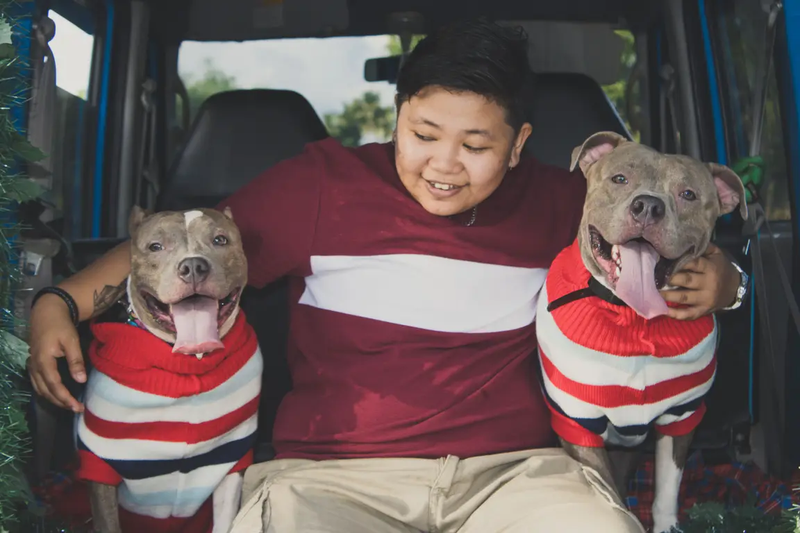 American bully : photo de la race
