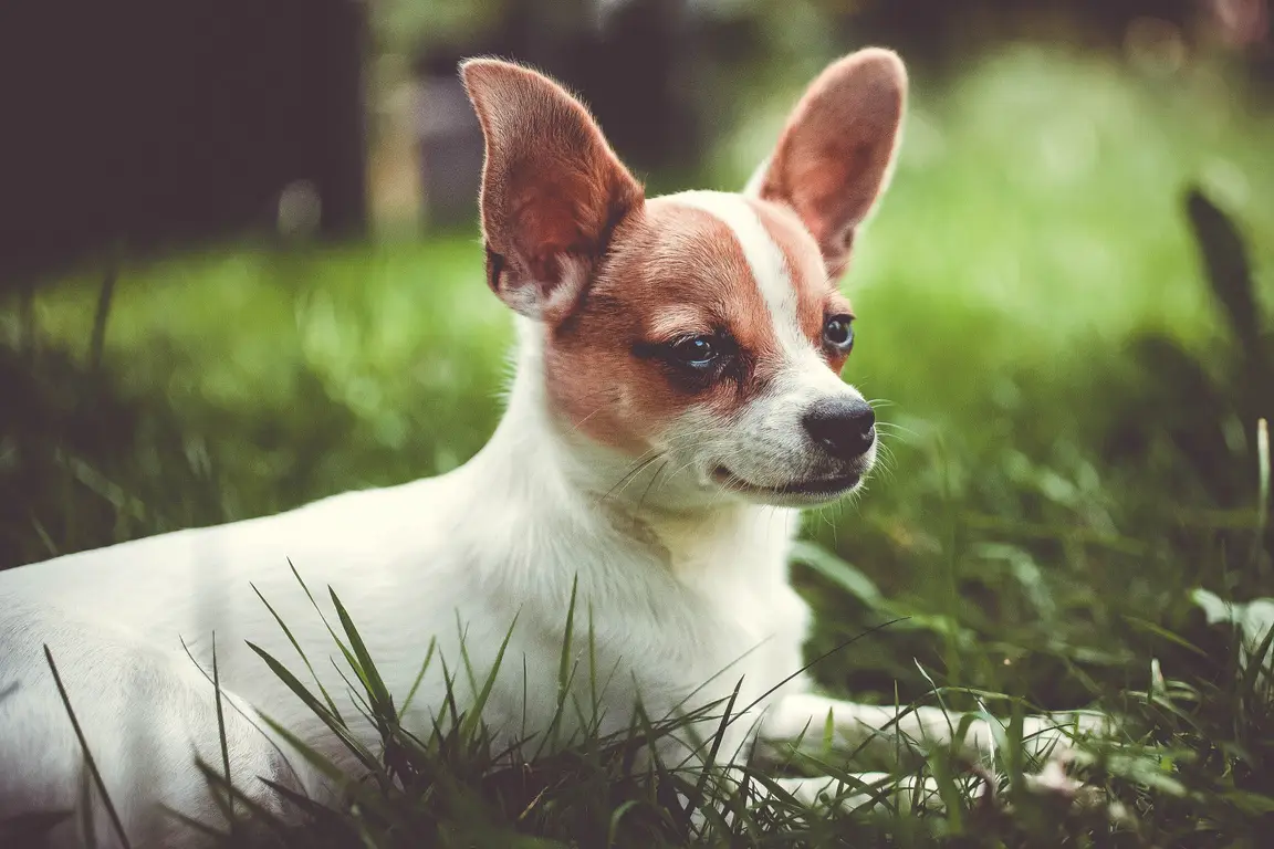 Petit Chihuahua sur l'herbe