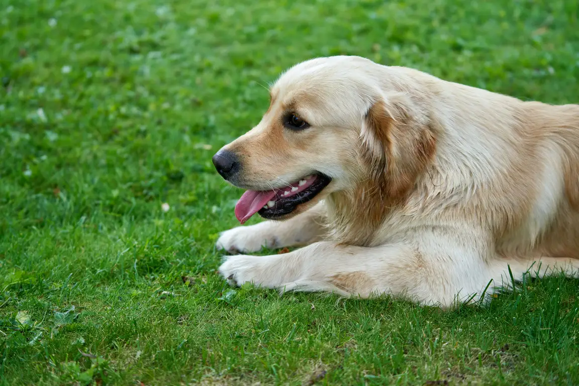Golden retriever allongé dans l'herbe