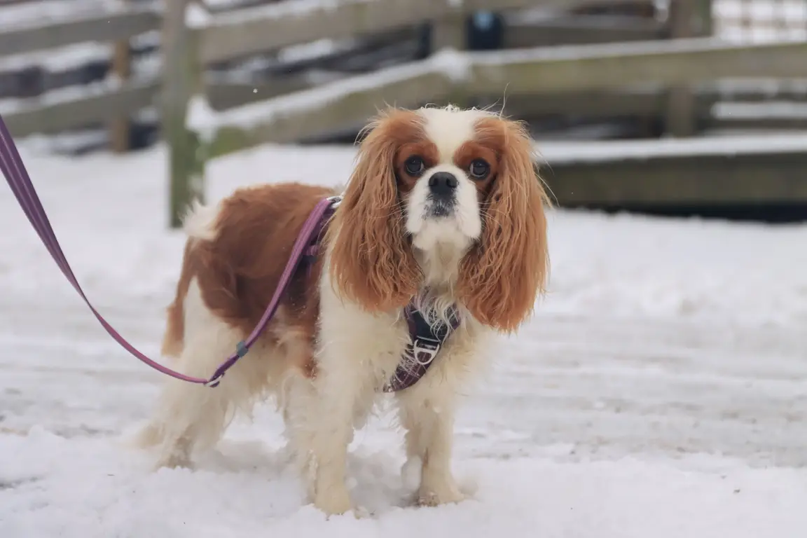 Cavalier King Charles en promenade en laisse