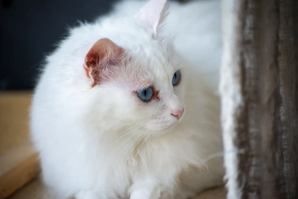 Angora turc : photo de la race