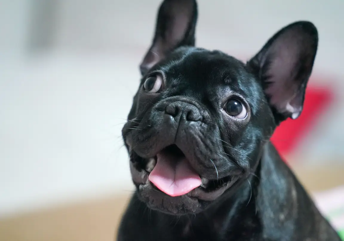 Bouledogue français noir en gros plan