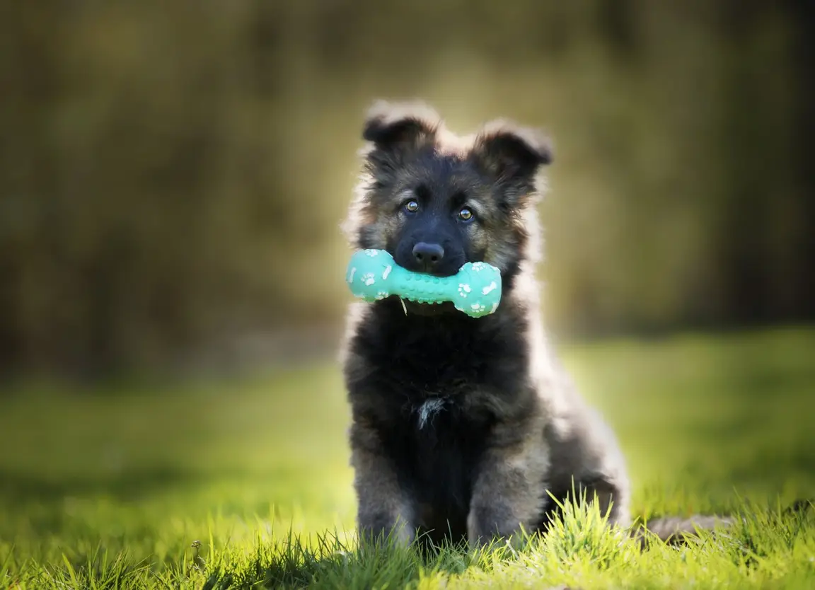 Chiot Berger allemand avec un jouet