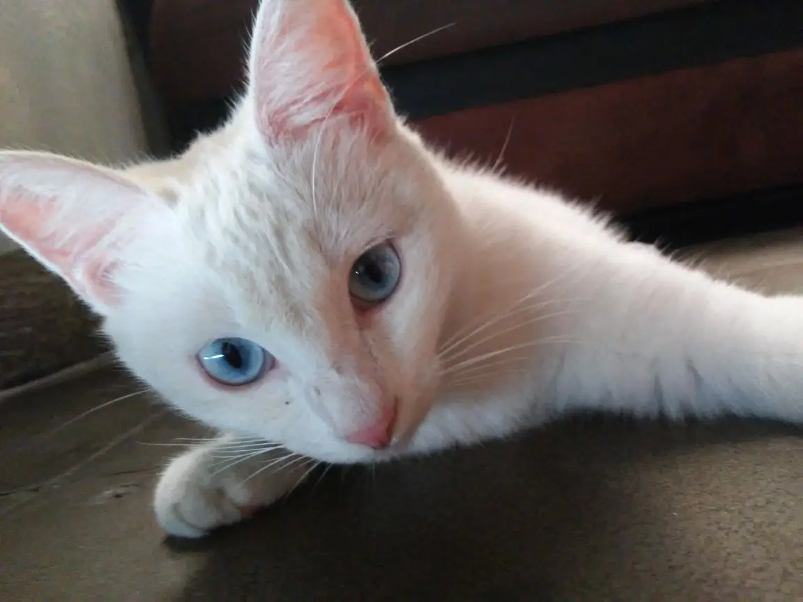Chat aux yeux bleus, type Ojos Azules