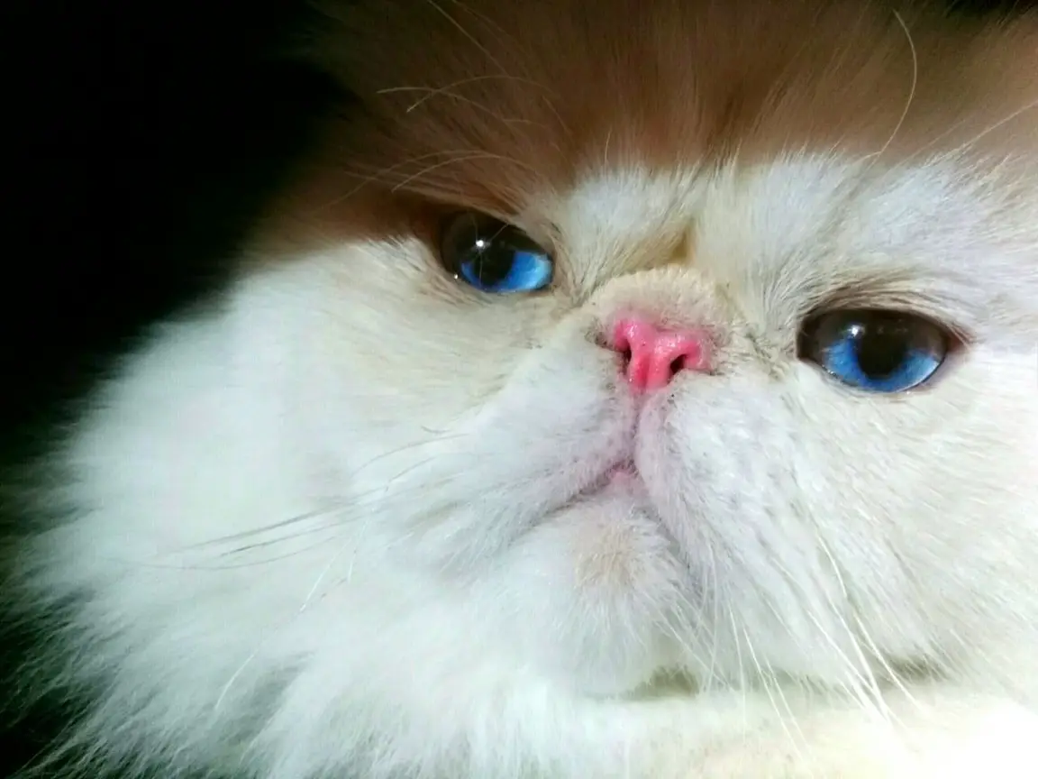 Himalayen colourpoint aux yeux bleus