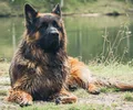 Altdeutscher Schäferhund