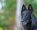 Berger belge Groenendael
