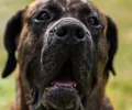 Dogo canario