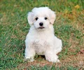 Maltipoo