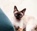 Devon Rex
