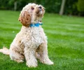 Cockapoo