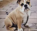 Olde English Bulldogge