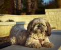Shih-poo