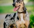 Catahoula