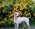 Terrier américain sans poil