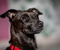 Patterdale terrier