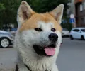 Akita inu