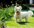 West Highland white terrier