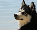 Alaskan Klee Kai
