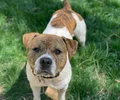American Staffordshire Terrier