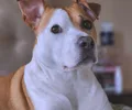 American Staffordshire terrier