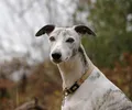 Whippet