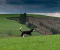 Anglo-Francês de Pequena Vènerie