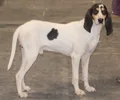 Ariégeois