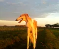 Borzoi