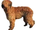 Briard