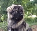 Cão de Pastor do Cáucaso