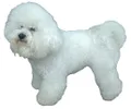 Bichon Frisé