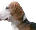 Brachet Alemão
