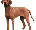 Braco Húngaro de Pelo Curto