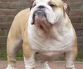 Bulldog Inglês