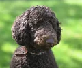 Poodle
