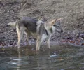 Chien-loup tchécoslovaque