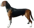 Sabueso de Hamilton