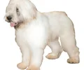 Cão Pastor Romeno de Mioritza