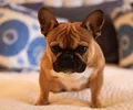 Buldogue Francês
